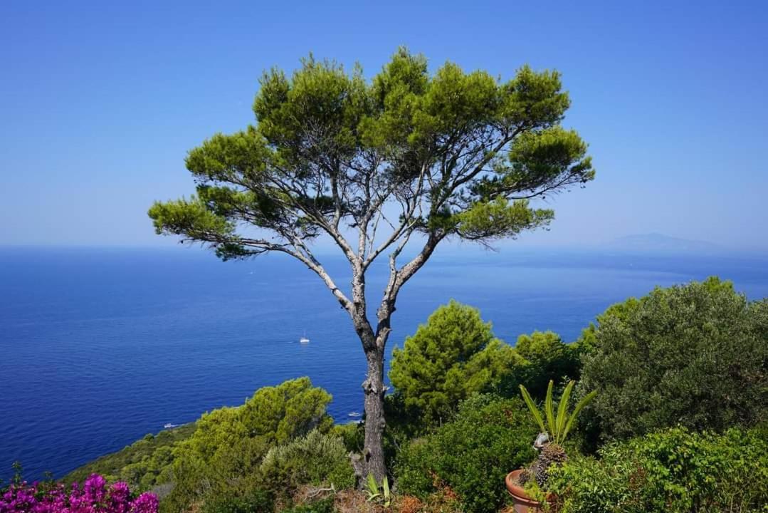 Bb La Guardiia Bed and Breakfast Anacapri  Buitenkant foto